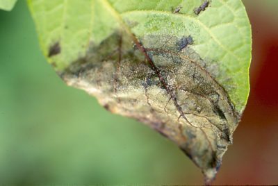 potato late blight