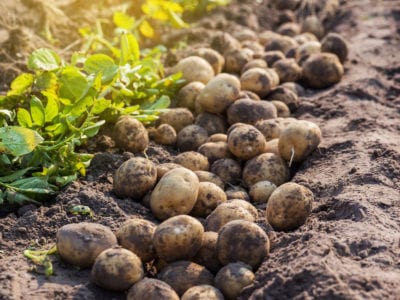 harvest potatoes