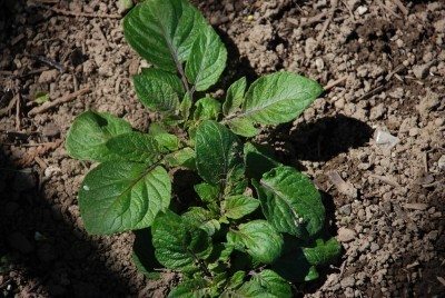 potato plant