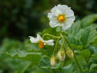 potato flower