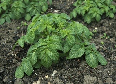 potato plant