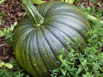 green pumpkin