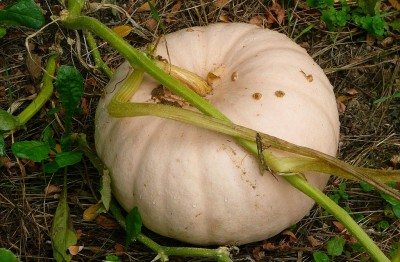 peanut pumpkin