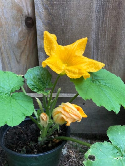 potted pumpkin