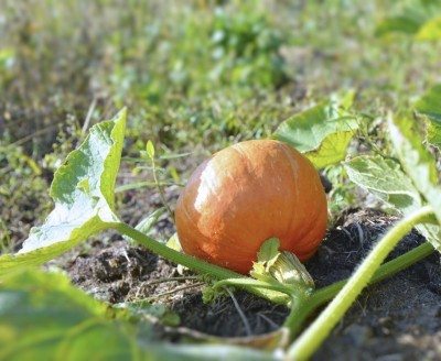pumpkin fertilizer