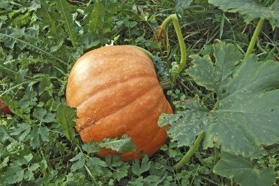 pumpkin pest