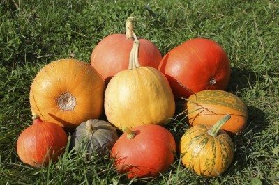 pumpkin varieties