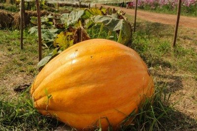 giant pumpkin