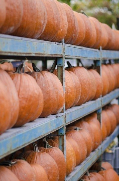 pumpkin storage