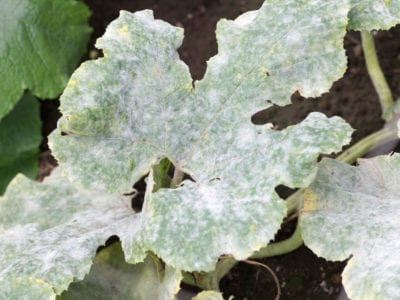 pumpkin powdery mildew