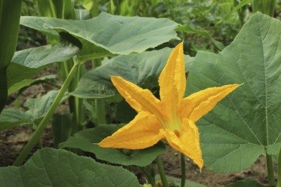 pumpkin flower