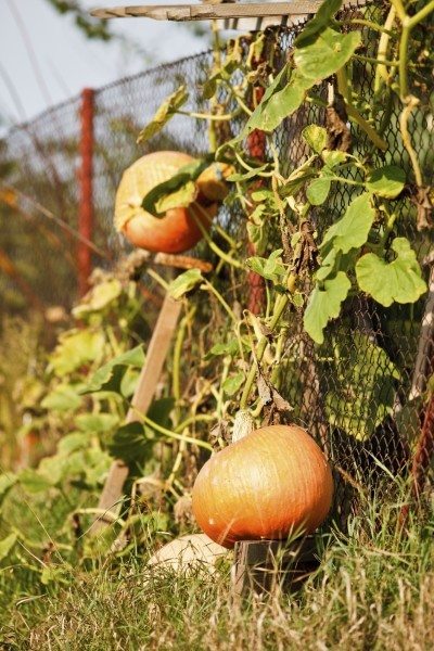 pumpkins on fence
