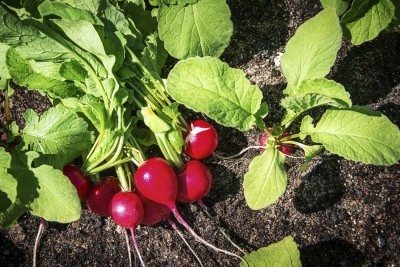 radish fertilizer