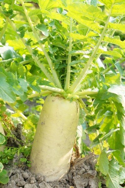 dakion radish