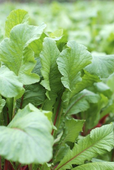 radish leaves