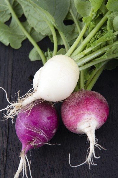 radish variety