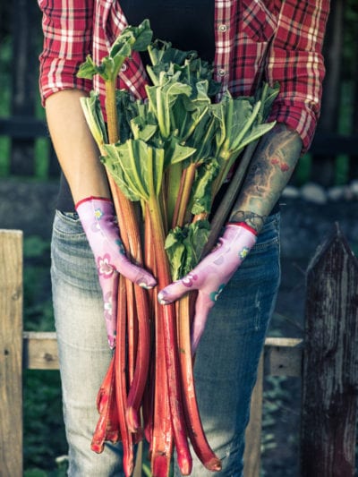 harvest rhubarb