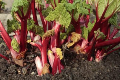 rhubarb forcingg
