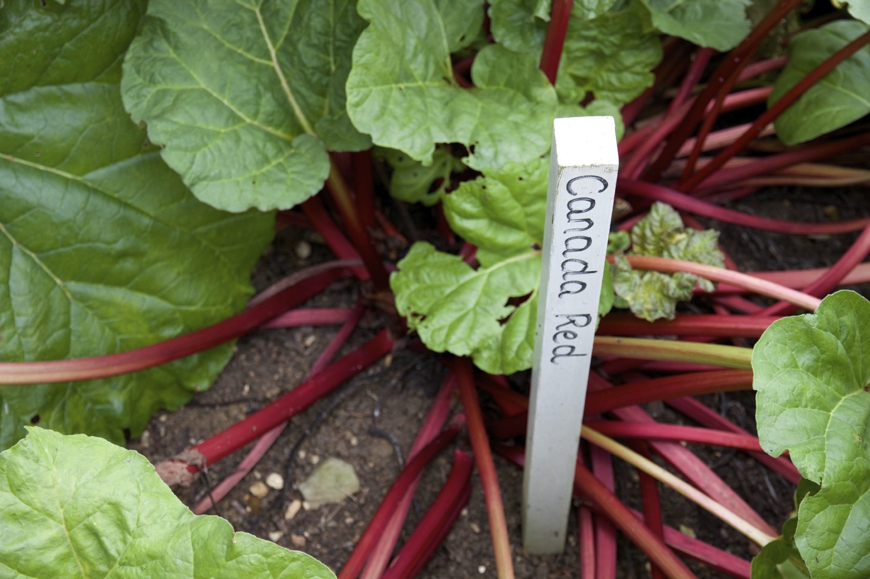 rhubarb variety