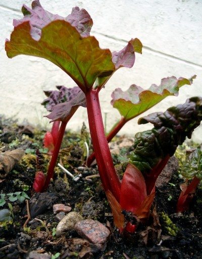 rhubarb
