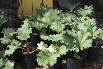 container rhubarb