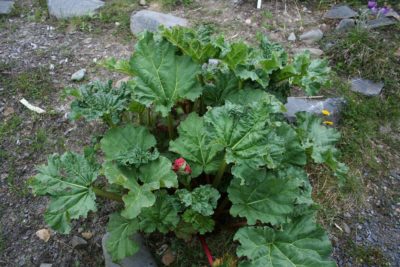 himalayan rhubarb