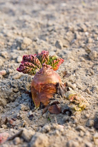 rhubarb