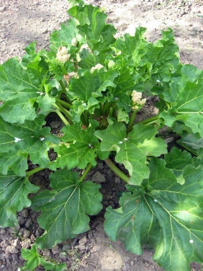 giant rhubarb