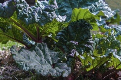 rhubarb plant