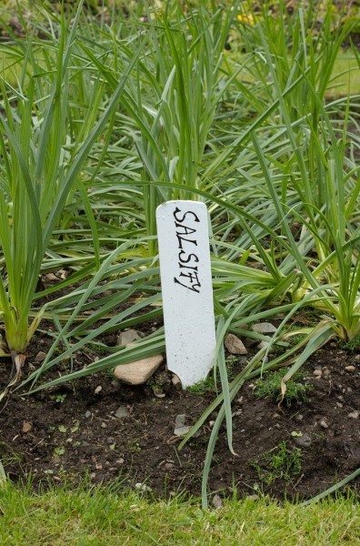 salsify1 e1353092369475