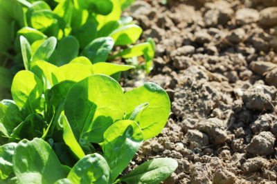 spinach seedlings
