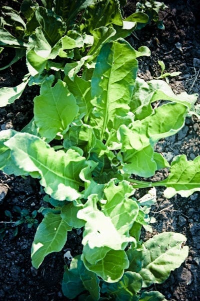 savoy spinach