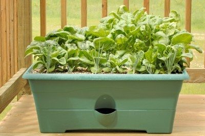 spinach container