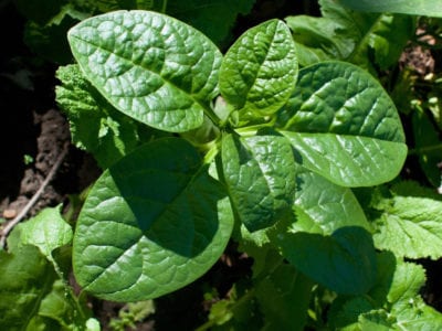 summer spinach