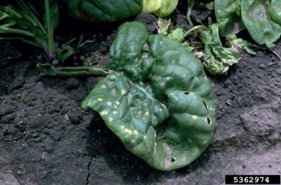 spinach leaf spot