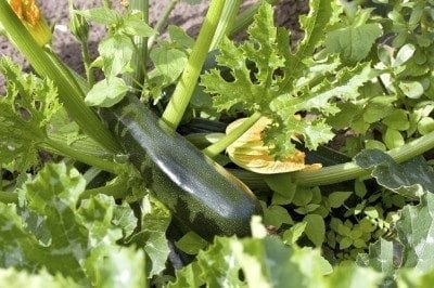 zucchini plant