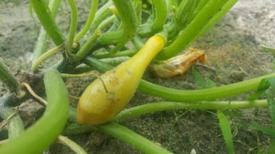 blossom end rot squash