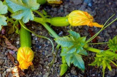 female squash blooms