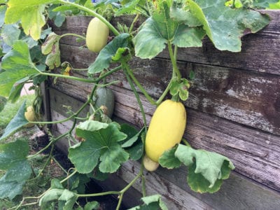 ripening spaghetti squash