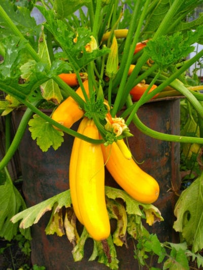 squash growing in barrel