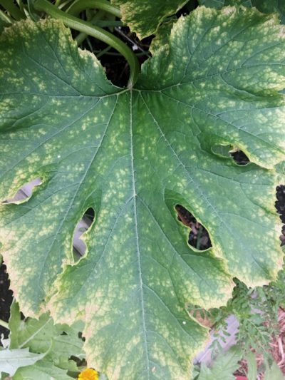 squash mosaic virus