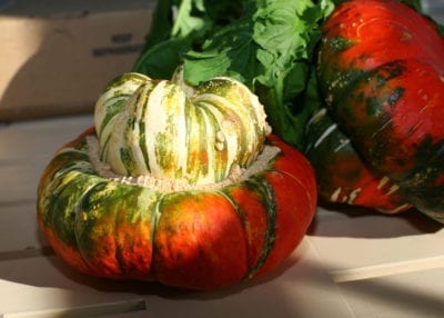turban squash