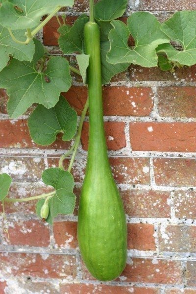 unusual cucumber