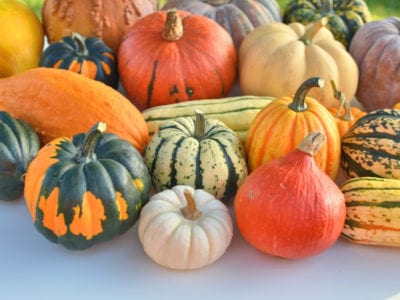 winter squash
