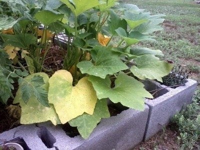 yellow squash leaves1