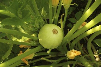 pattypan squash