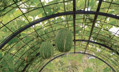 squash arch