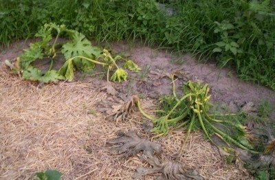 wilted squash plants