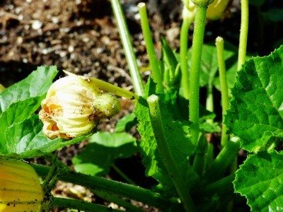 squash blossom fall