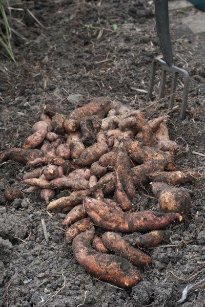 sweet potato harvest
